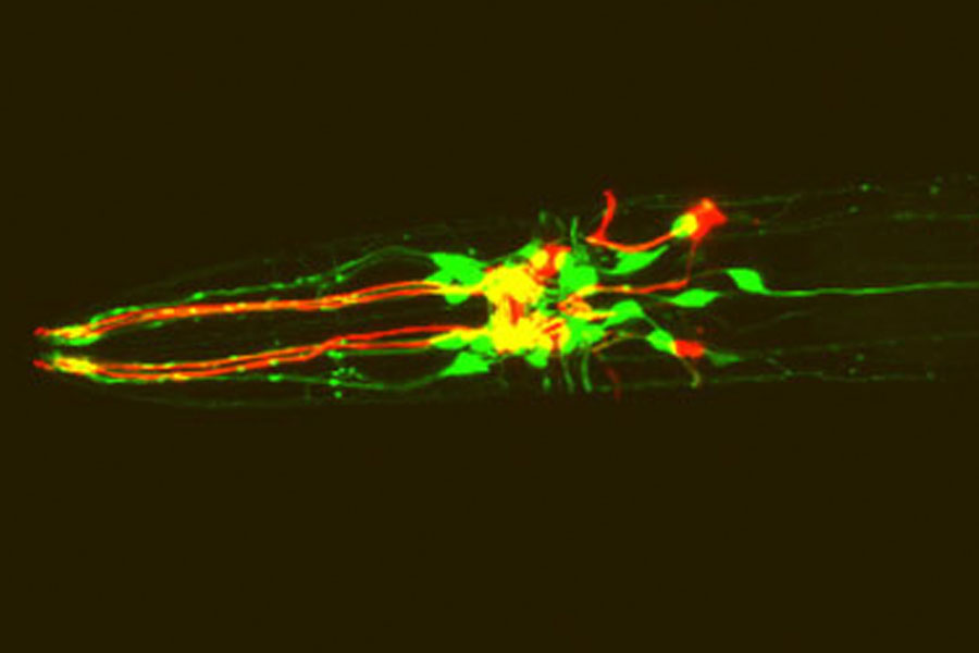 C. elegans expressing red fluorescent protein in dopamine neurons and green fluorescent protein in dopamine receptor-expressing neurons.