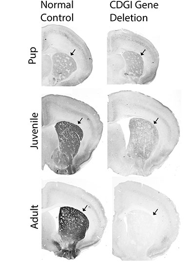 mouse brain images