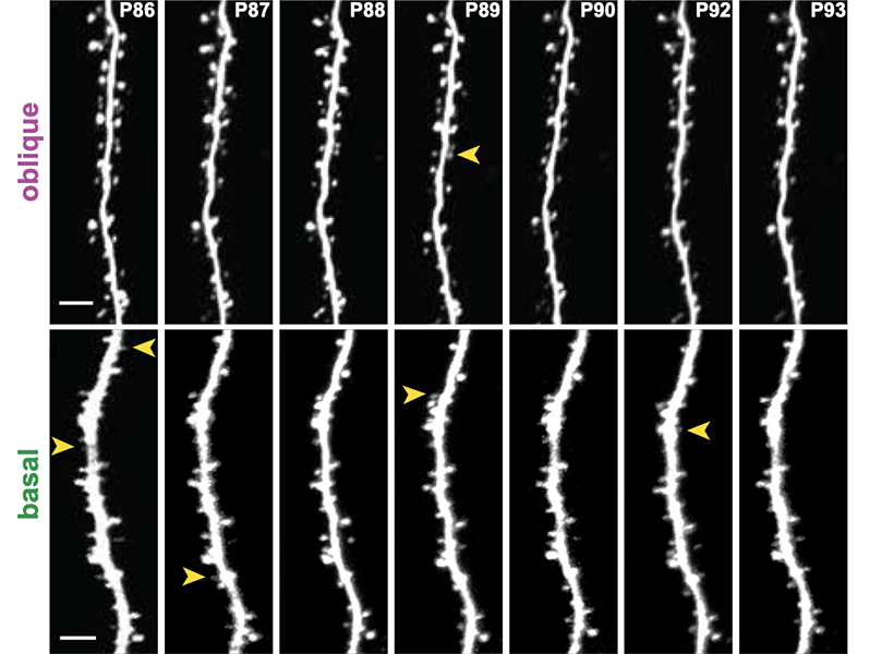 Two rows of seven confocal microscope images of dendrites.