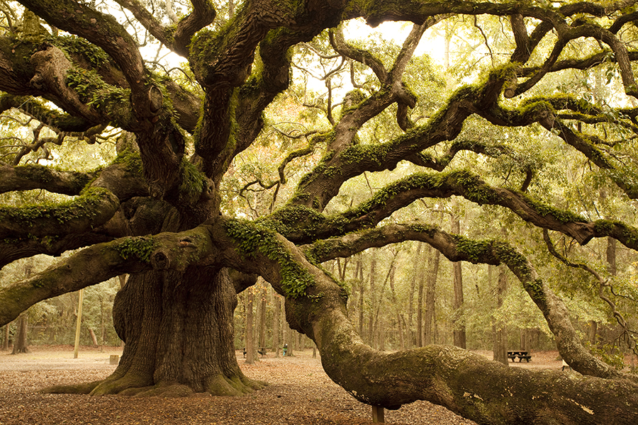 Old growth tree