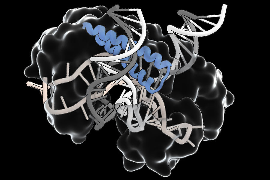 Structural model of protein